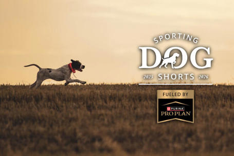 Sporting Dog Shorts - Nutrition plays an important role in offseason conditioning