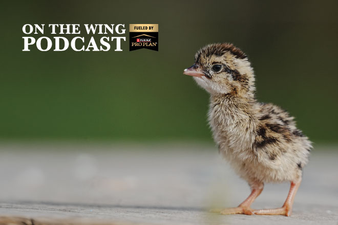 PODCAST EP. 369: Biology of Nesting Season for Pheasants, Quail, and Prairie Grouse