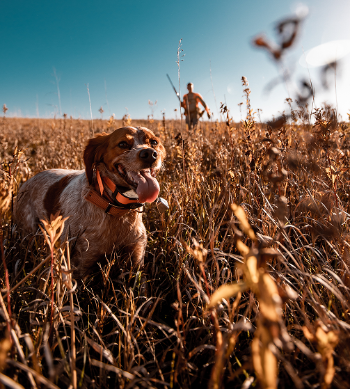 Home bird dog cons