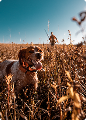 homepage-upland-hunting-programs-card