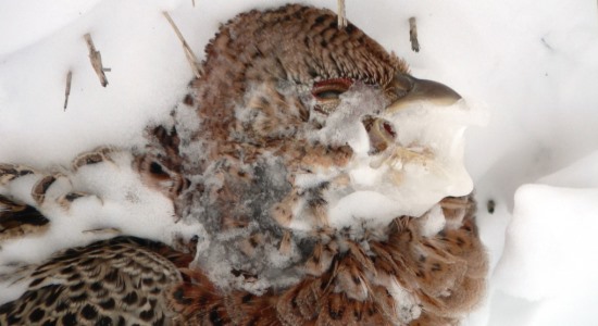 pheg-pheasant-weather-winter-inline